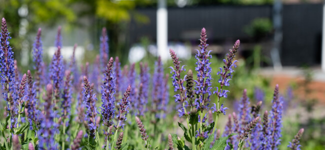 Outdoor-Küche Natur